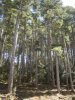 Forêt d'Aïtone