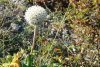 Echinops